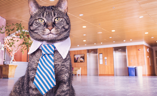 Выгружаем в Яндекс.Маркет по всем правилам